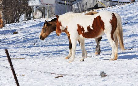 Two Horses in Snowの写真素材