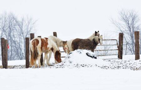 Horses in Snowの写真素材