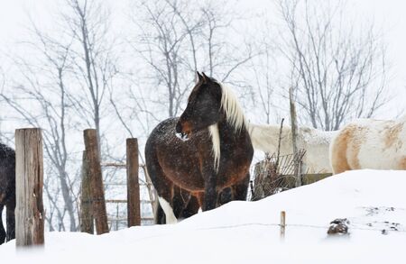 Horse in Snowの写真素材