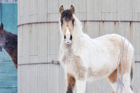 Horse in Falling Snowの写真素材
