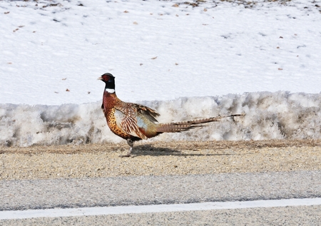 Pheasant by the Roadの写真素材
