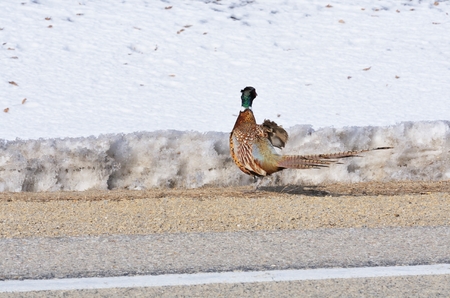 Pheasant by the Roadの写真素材