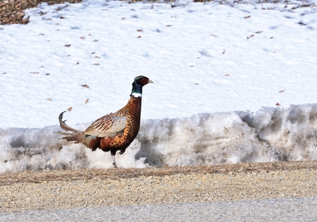 Pheasant by the Roadの写真素材
