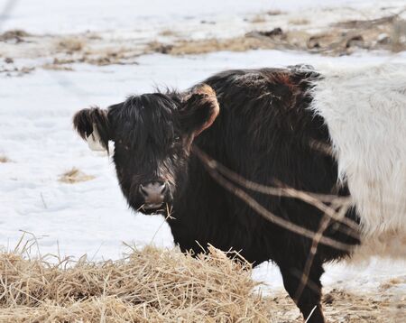 Dutch-Belted Cowの写真素材