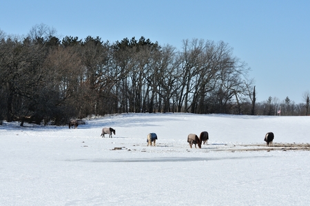 Horses in Snowy Pastureの写真素材