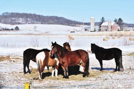 Winter Horsesの写真素材
