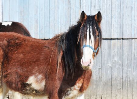 Horse by Barnの写真素材