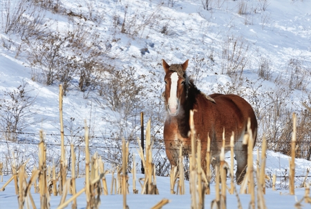 Horse in Snowの写真素材