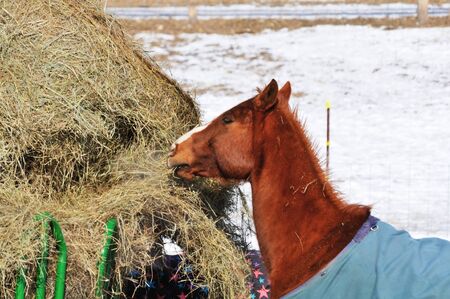 Sorrel Eating Hayの写真素材
