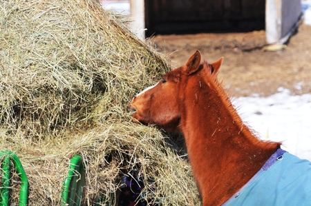 Sorrel Eating Hayの写真素材