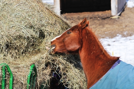 Sorrel Eating Hayの写真素材