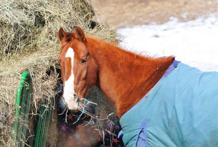 Sorrel with Blueの写真素材