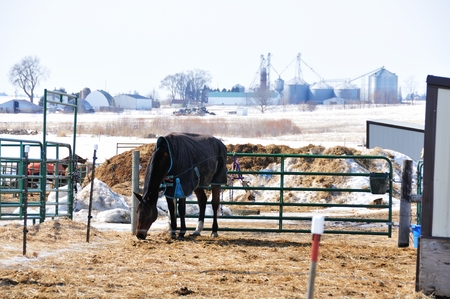 Horse in Corralの写真素材