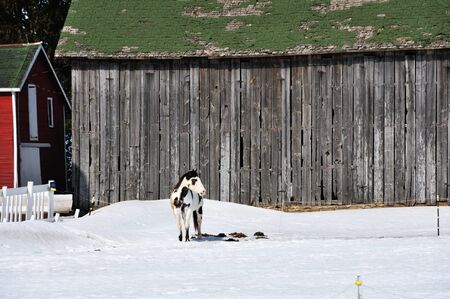 Horse by the Barnの写真素材