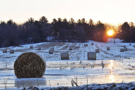 Bales at Sunriseの写真素材