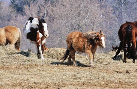 Pinto and Ponyの写真素材