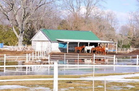 Horse Farmの写真素材