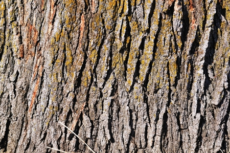 Tree Barkの写真素材