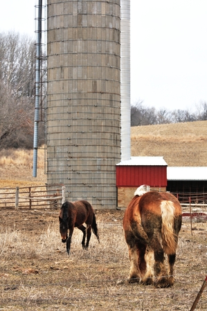 Horses and Siloの写真素材