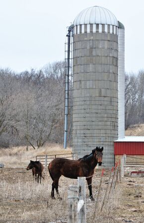 Horses and Siloの写真素材