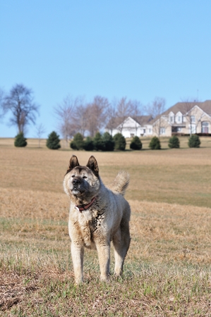 Farm Dogの写真素材