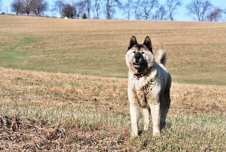 Farm Dogの写真素材
