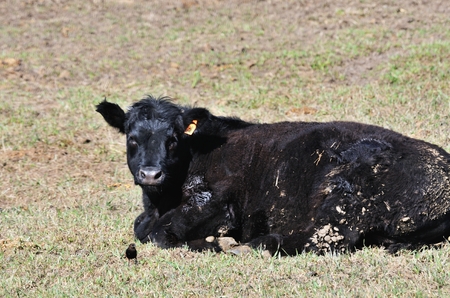 Bull and Birdの写真素材