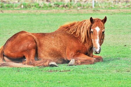 Horse Restingの写真素材