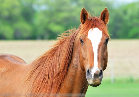 Brown Horseの写真素材