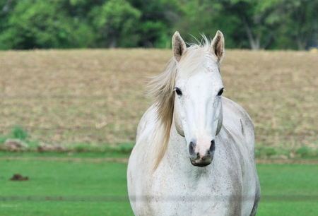 White Horseの写真素材