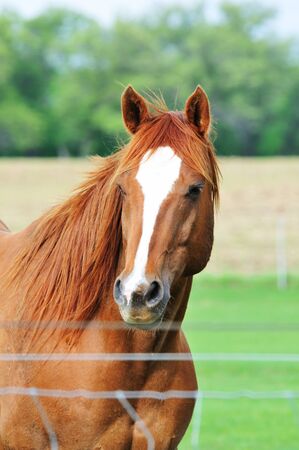 Brown Horseの写真素材