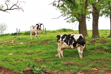 Two Cowsの写真素材