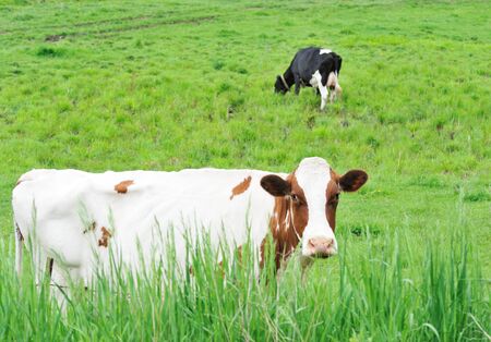 Two Cowsの写真素材