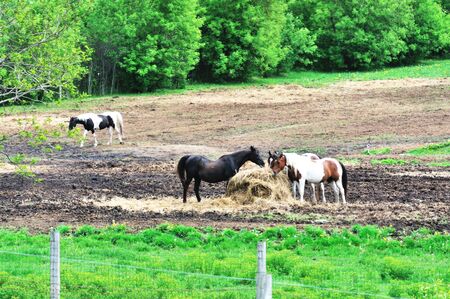 Horses in the Pastureの写真素材