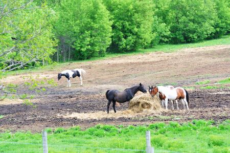 Horses in the Pastureの写真素材