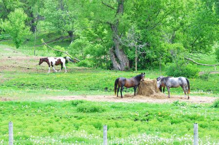 Horses in the Pastureの写真素材