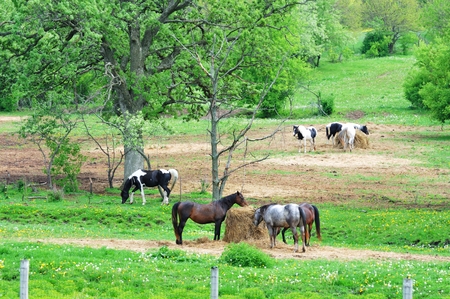 Horses in the Pastureの写真素材
