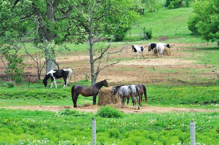 Horses in the Pastureの写真素材