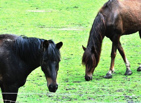 Two Horsesの写真素材