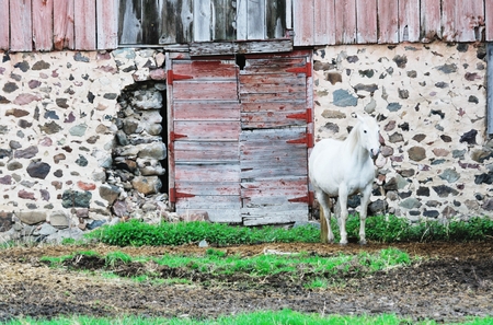 White Horseの写真素材
