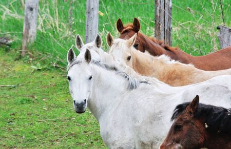 Five Horsesの写真素材