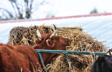 Bull Eating Hayの写真素材
