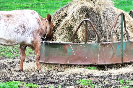 Cow at Feederの写真素材