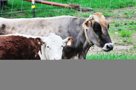 Two Cowsの写真素材