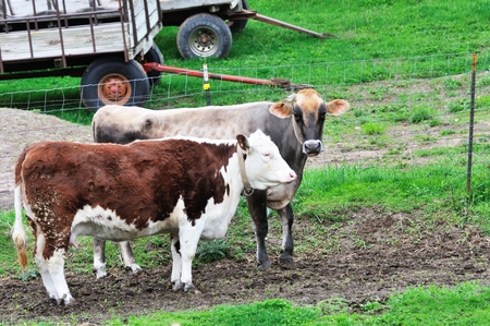 Two Cowsの写真素材