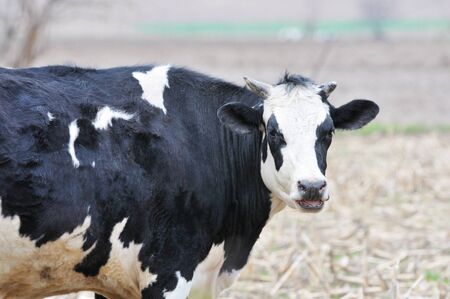 Dairy Cowの写真素材