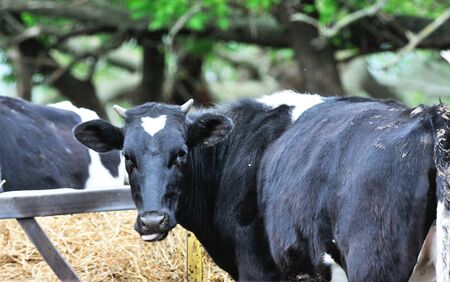 Dairy Cowの写真素材