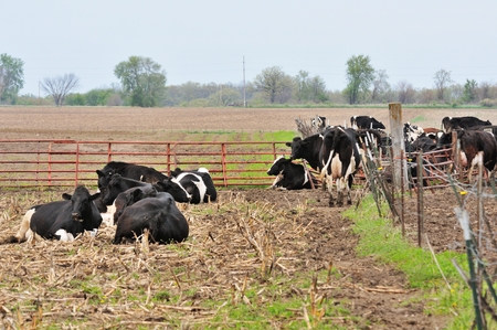 Dairy Cattleの写真素材