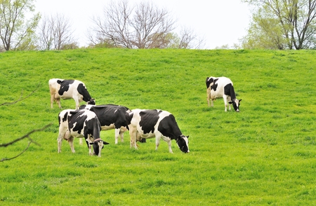 Dairy Cattleの写真素材
