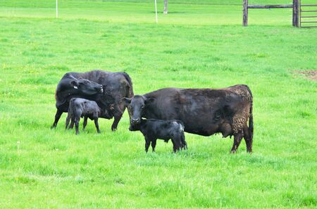 Cows and Calvesの写真素材